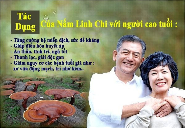 Cách ăn nấm linh chi bổ dưỡng cho cơ thể người già