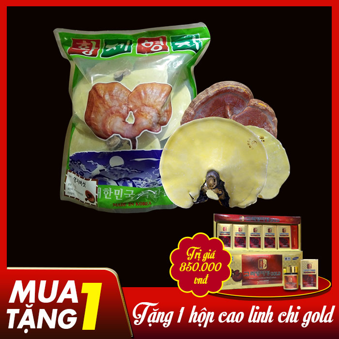 Nấm linh chi vàng thượng hạng đặc biệt túi xanh L038